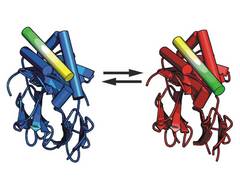 peptid