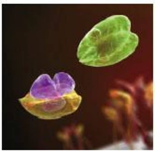 Tocilizumab - rheuma-online